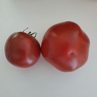 Sahar Korichnevyj (Socker brun)